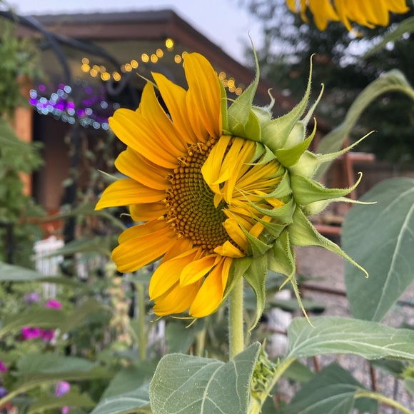 Meet your Posher, Megan - Picture 2 of 4